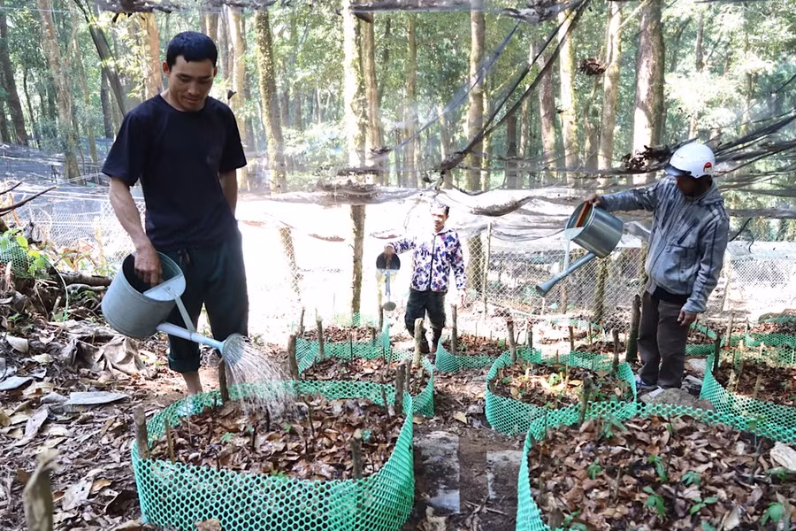 Tất bật tưới sâm. Ảnh: HỮU PHÚC