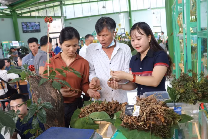 Phát hiện 2 kg sâm Ngọc Linh nghi giả chuẩn bị tuồn vào hội chợ - Ảnh 6. Du khách mua sâm Ngọc Linh tại hội chợ