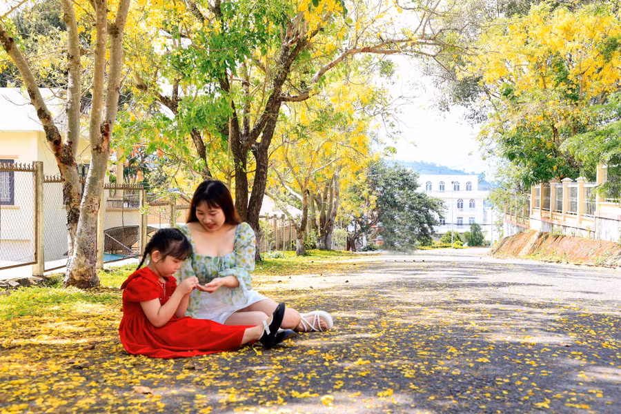 Muồng hoàng yến có hoa đẹp, tán rộng, mọc nhanh, không quá cao, phát triển tốt ở khu vực nhiều nắng. Bộ lá của cây mọc lên rất nhiều, sum suê, dày, có khả năng thanh lọc không khí, chắn bụi tốt, được ưa chuộng làm cây đường phố hay cảnh quan. Gỗ cây muồng hoàng yến tương đối cứng và chắc chắn nên được sử dụng để chế tác các vật dụng thủ công mỹ nghệ.