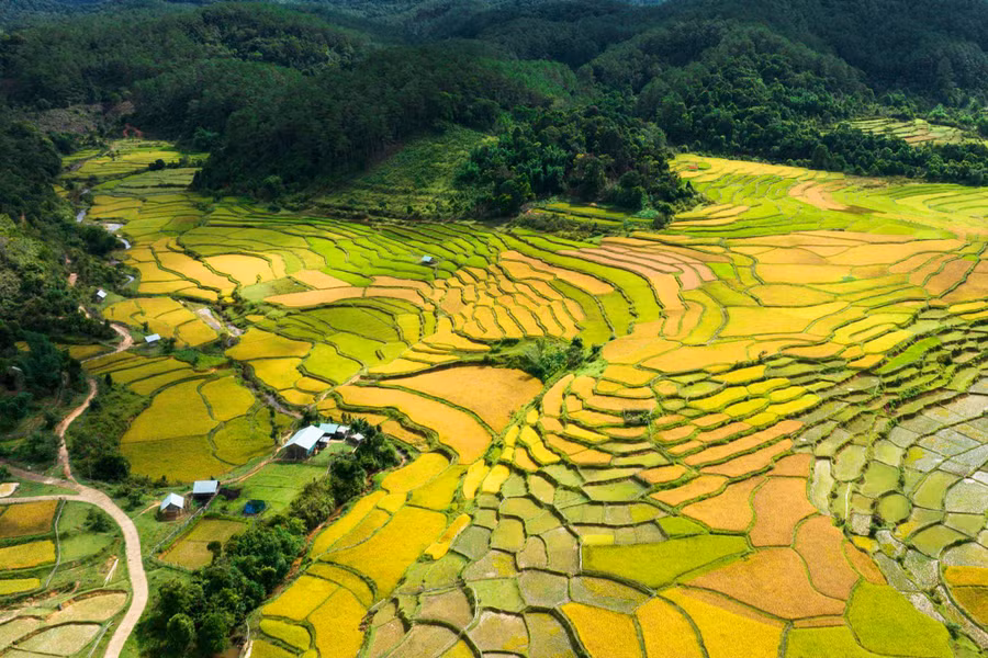Đồng lúa làng Kon Tu Rằng. Ảnh: NB