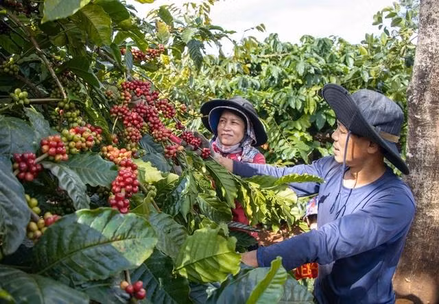 Nông dân trồng cà phê vui đón năm mới khi giá mặt hàng này liên tục tăng. Ảnh: Minh Đăng