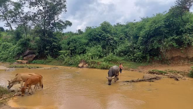 Cây cầu hư hỏng, người dân thôn 5 phải lội suối đi làm. Ảnh: ĐỨC NHẬT Cây cầu hư hỏng, người dân thôn 5 phải lội suối đi làm. Ảnh: ĐỨC NHẬT