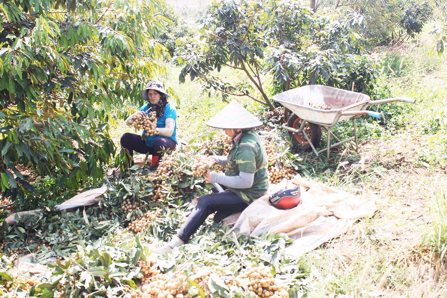 Thành viên Tổ hợp tác sản xuất nhãn Hương Chi theo tiêu chuẩn VietGAP của thôn 6C (xã Ia Hla, huyện Chư Pưh) thu hoạch nhãn. Ảnh: Nguyễn Diệp