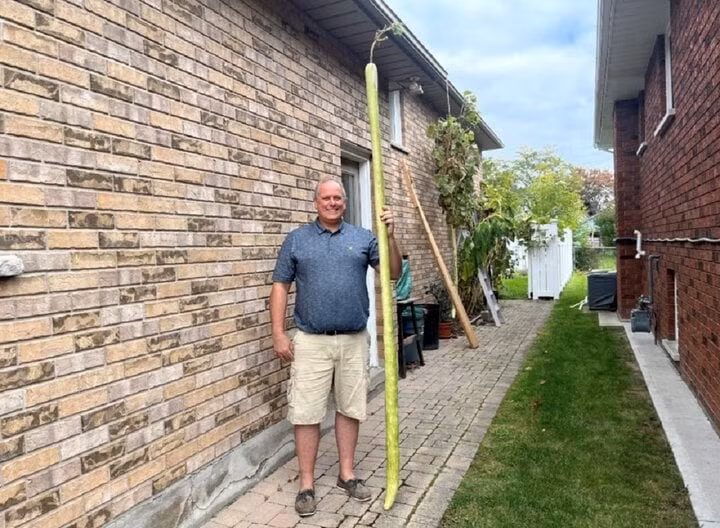 Ông Henry D'Angela trồng bí xanh từ 10 năm nay. (Ảnh: Sudbury)