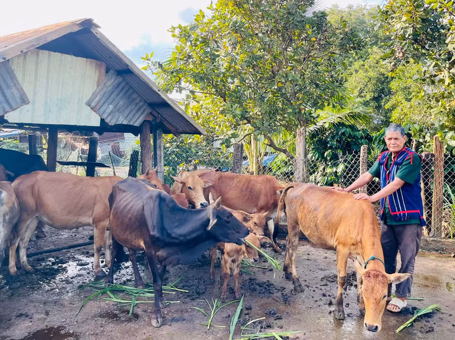 Ông Puih Ố (làng Ghè, xã Ia Dơk) chăm sóc đàn bò của gia đình. Ảnh: N.H