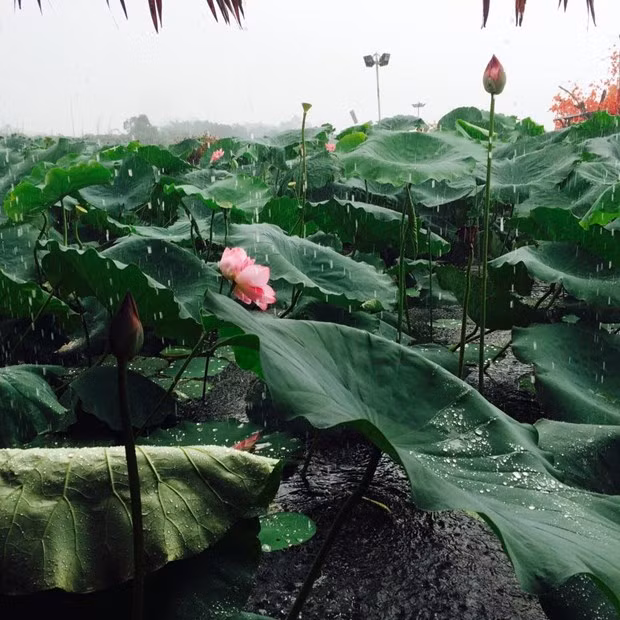 Phía Đông Bắc Bộ và Thủ đô Hà Nội chiều tối và đêm có mưa rào và dông vài nơi. (Ảnh: Lan Phương/Vietnam+) Phía Đông Bắc Bộ và Thủ đô Hà Nội chiều tối và đêm có mưa rào và dông vài nơi. (Ảnh: Lan Phương/Vietnam+)