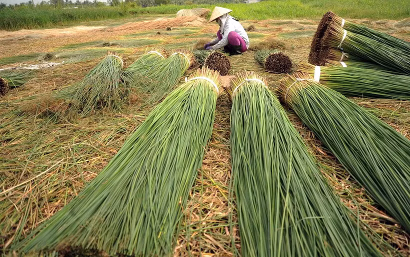 Phân loại lác sau khi thu hoạch. (Ảnh: An Hiếu/TTXVN)