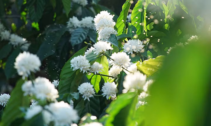 Hoa cà phê ở Tây Nguyên nở trong khoảng một tuần. Hoa cà phê ở Tây Nguyên nở trong khoảng một tuần.