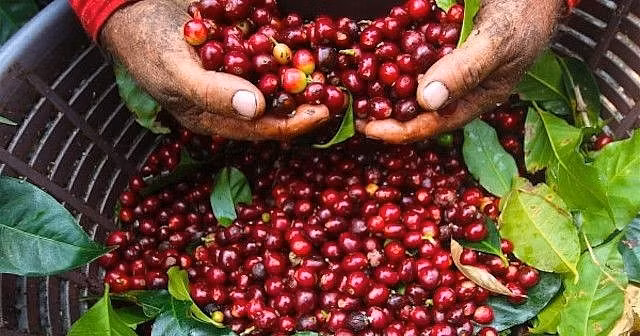 Giá cà phê hôm nay (25-8): Trong nước tăng giá sắp chạm 120.000 đồng/kg (ảnh nguồn Bộ Công Thương)