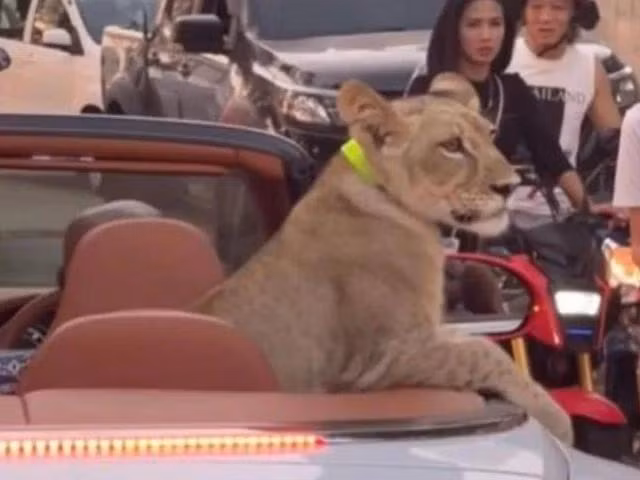Con sư tử ngồi ở ghế sau xe Bentley. CHỤP TỪ VIDEO/THE GUARDIAN