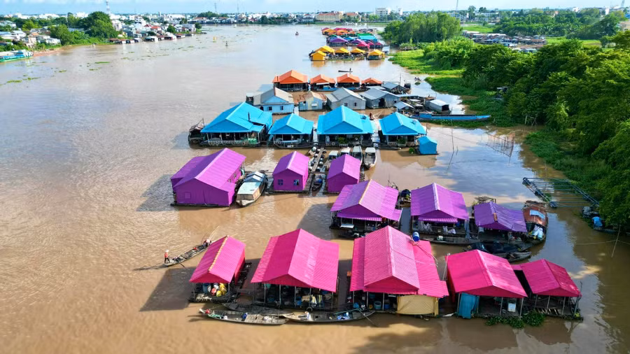 Những bè cá san sát nhau, kiên cố, vững chãi. Ảnh: KHƯƠNG NHỰT MINH
