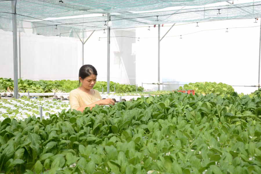 Chị Phượng làm nông giữa lòng TP.HCM. Ảnh: TẤN ĐẠT