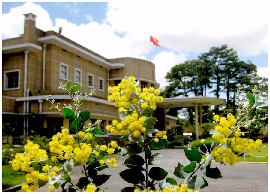 Mimosa bên dinh Bảo Đại.