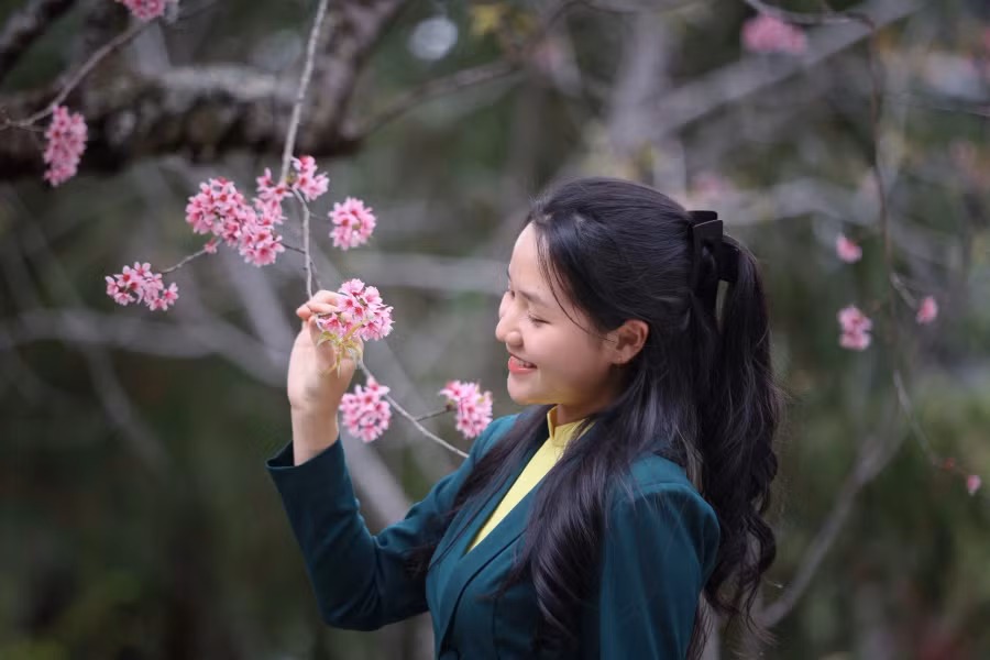 Nữ sinh Trường ĐH Đà Lạt bên hoa mai anh đào cuối tháng tư. Ảnh: BÁ DUY