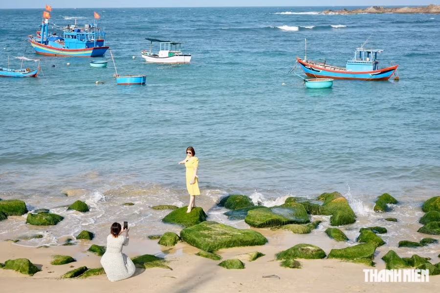 Theo ngư dân địa phương, từ tháng giêng đến tháng 3 âm lịch hàng năm, vào những ngày đầu tháng và giữa tháng, nước biển sẽ cạn vào buổi chiều; từ mùng 6 - 10 và từ 19 - 22 âm lịch thì nước biển cạn vào sáng sớm và chiều tối, du khách cần lưu ý những thời điểm này để bố trí cho mình chuyến check-in với bãi đá rêu Nhơn Hải. Ảnh: THANH QUÂN Theo ngư dân địa phương, từ tháng giêng đến tháng 3 âm lịch hàng năm, vào những ngày đầu tháng và giữa tháng, nước biển sẽ cạn vào buổi chiều; từ mùng 6 - 10 và từ 19 - 22 âm lịch thì nước biển cạn vào sáng sớm và chiều tối, du khách cần lưu ý những thời điểm này để bố trí cho mình chuyến check-in với bãi đá rêu Nhơn Hải. Ảnh: THANH QUÂN