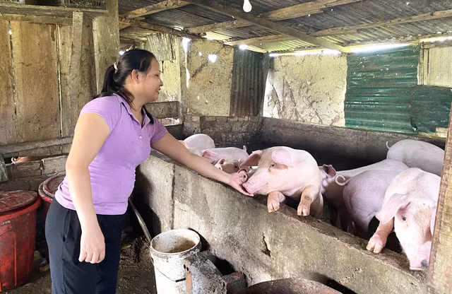Nhờ cần cù, chịu khó làm ăn nên cuộc sống của gia đình chị Sang không còn khổ như trước kia. Ảnh: Hải Phong Nhờ cần cù, chịu khó làm ăn nên cuộc sống của gia đình chị Sang không còn khổ như trước kia. Ảnh: Hải Phong