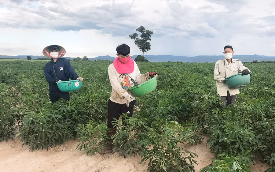 Người dân huyện Phú Thiện bón phân chăm sóc cây mì. Ảnh: N.D Người dân huyện Phú Thiện bón phân chăm sóc cây mì. Ảnh: N.D