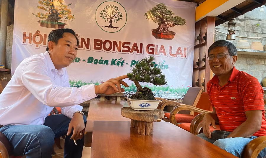 Mỗi tác phẩm nghệ thuật bonsai là sự kết hợp từ các yếu tố cổ, kỳ, mỹ. Ảnh: S.C