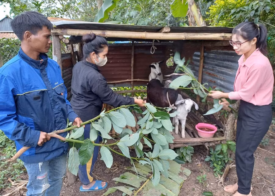 Ngoài tham mưu triển khai mô hình sinh kế cho hộ nghèo, bà Trương Thị Hồng Tất (bìa phải) còn thường xuyên hướng dẫn các hộ chăm sóc đàn vật nuôi. Ảnh: P.D