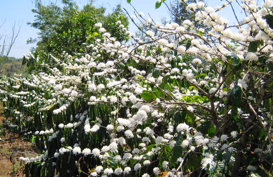 Trái ngược với cây cao su, mùa này các vườn đồi cà phê rực sắc trắng như "tuyết". Trái ngược với cây cao su, mùa này các vườn đồi cà phê rực sắc trắng như "tuyết".