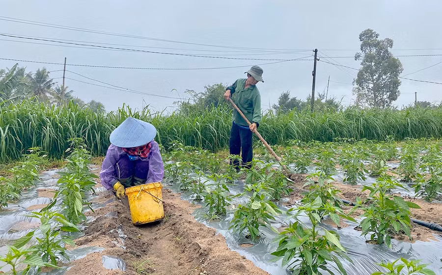 Vợ chồng ông Trương Thành Danh (tổ 1, phường An Bình) tranh thủ làm cỏ cho 1,5 sào ớt. Ảnh: Mộc Trà
