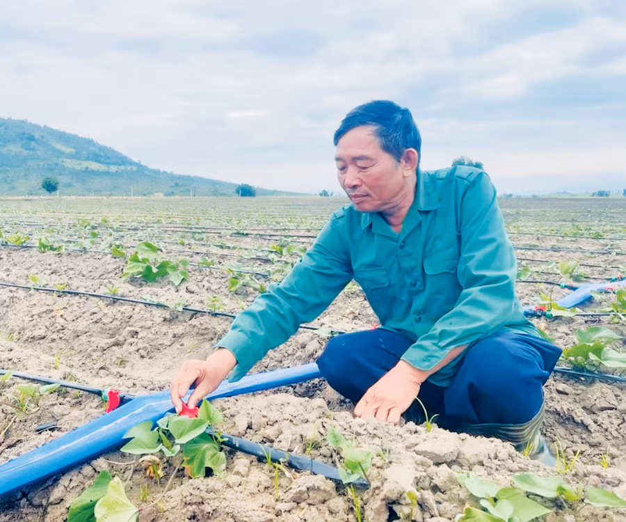 Anh Đỗ Văn Năm-Giám đốc Hợp tác xã Nông sản an toàn Phú Thiện là người tiên phong đưa giống khoai lang Nhật Bản về trồng trên đất Phú Thiện. Ảnh: V.C
