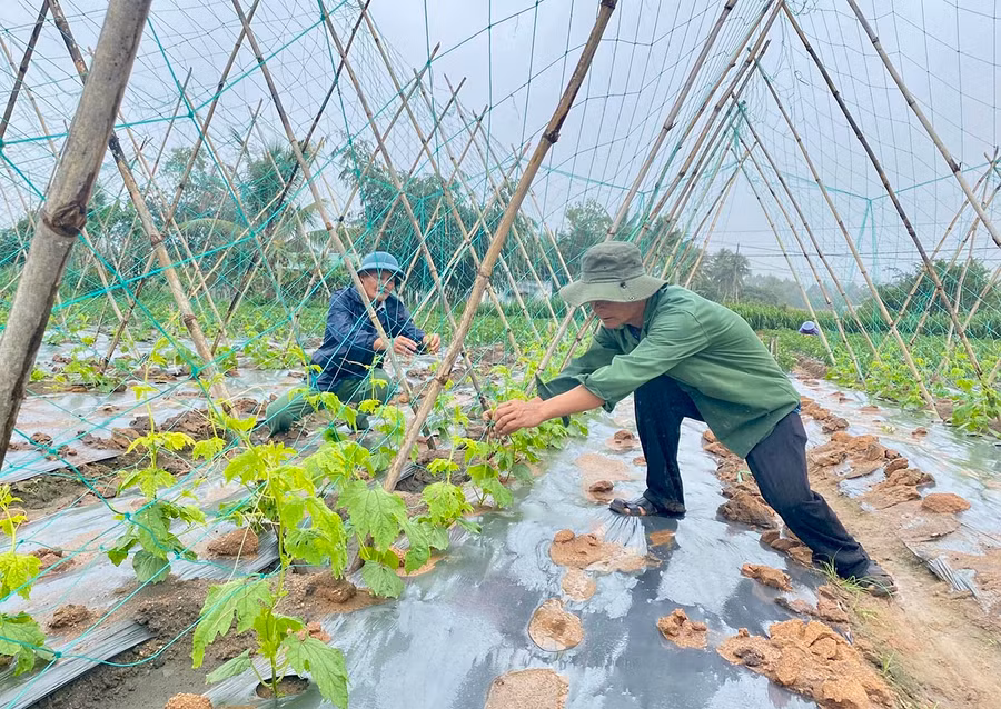 Người dân phường An Bình (thị xã An Khê) chăm sóc vườn khổ qua. Ảnh: Mộc Trà