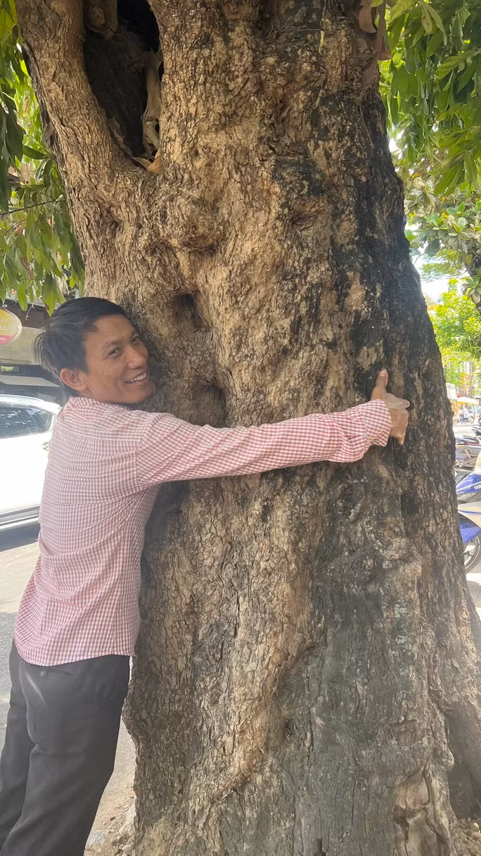 Bảo tồn nhãn cung đình - Ảnh 2. Một gốc nhãn cổ thụ trên đường Nguyễn Biểu, TP Huế.