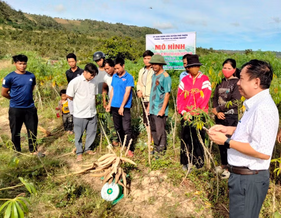 Trung tâm Dịch vụ nông nghiệp huyện Phú Thiện đánh giá hiệu quả mô hình hỗ trợ giống mì mới và chuyển giao kỹ thuật canh tác cho các hộ nghèo, cận nghèo ở 4 làng của xã Chư A Thai. Ảnh: V.C