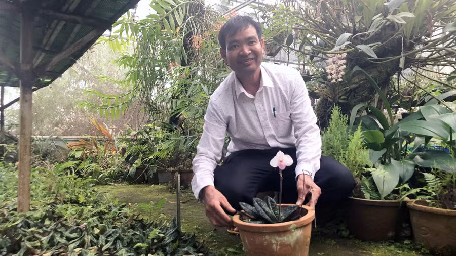 Bảo tồn lan Hài hồng tại Viện Nghiên cứu Khoa học Tây Nguyên.