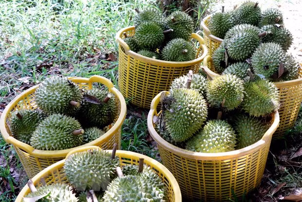 Thu hoạch sầu riêng. (Nguồn: TTXVN) Thu hoạch sầu riêng. (Nguồn: TTXVN)