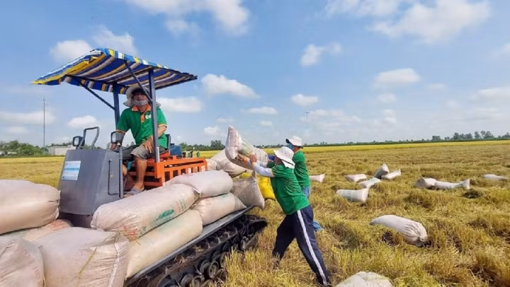 Nguồn cung lúa gạo Việt Nam vẫn đảm bảo. (Ảnh minh họa)