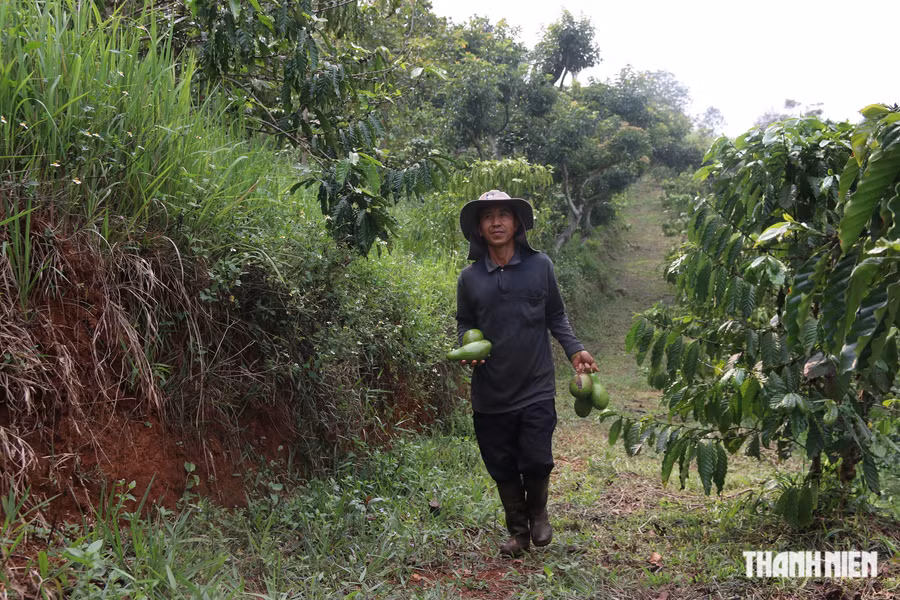 Ông Phạm Văn Thi thu hoạch bơ, hiện trong vườn có rất nhiều loại cây trái khác nhau. Ảnh: XUÂN LÂM