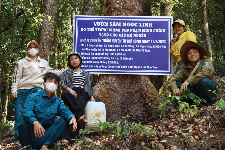 Người dân bên vườn sâm Thủ tướng tặng cho hộ nghèo. Ảnh: HỮU PHÚC