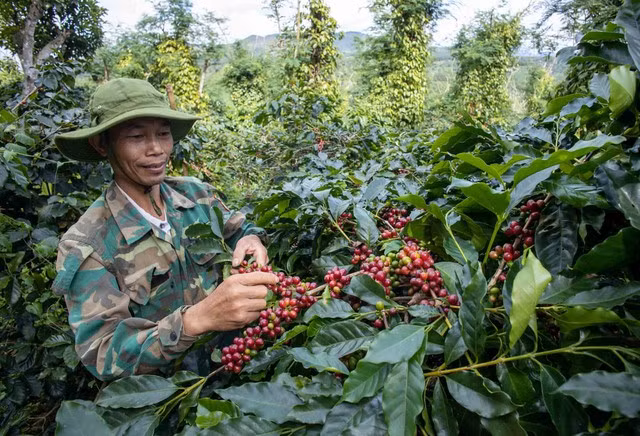 Giá cà phê tăng gấp đôi sau khoảng 1 năm. Ảnh:Minh Đăng Giá cà phê tăng gấp đôi sau khoảng 1 năm. Ảnh:Minh Đăng