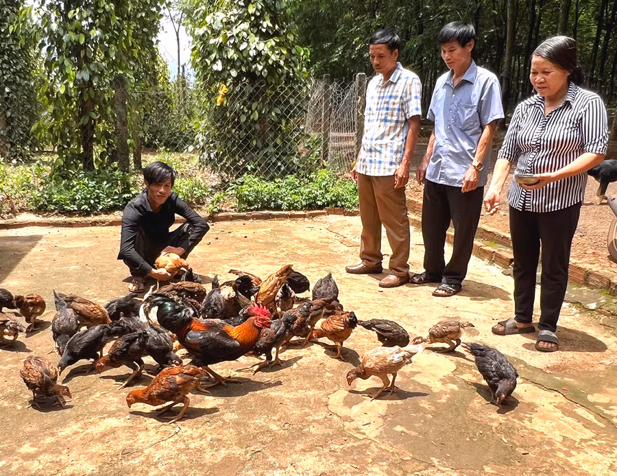 Cán bộ thôn, xã đến thăm mô hình nuôi gà ta của hộ ông Đỗ Thành An (ngồi) thôn Ia Tang, xã Ia Kla, huyện Đức Cơ. Ảnh: Đinh Yến