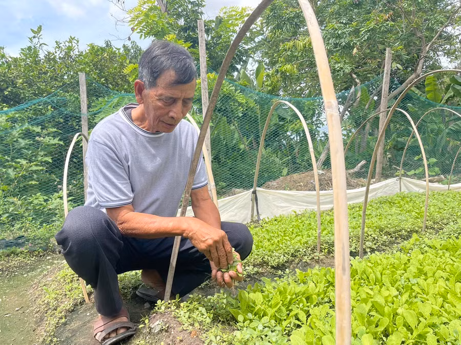 Từ kinh nghiệm học được ở trại giam, khi mãn hạn tù ông đã triển khai trồng la ghim để tăng thu nhập cho gia đình. Ảnh: Vũ Chi Từ kinh nghiệm học được ở trại giam, khi mãn hạn tù ông đã triển khai trồng la ghim để tăng thu nhập cho gia đình. Ảnh: Vũ Chi