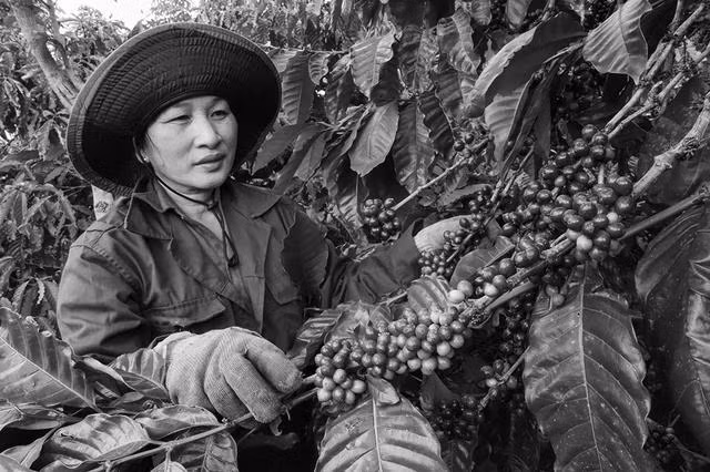 Xuất khẩu cà phê cầm chắc 5 tỉ USD. Ảnh HOÀNG NGUYỄN