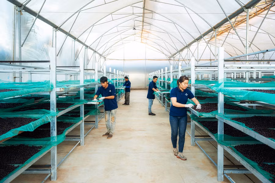 Sản xuất cà phê Organic ở trang trại cà phê của Công ty TNHH Vĩnh Hiệp. Ảnh: H.D