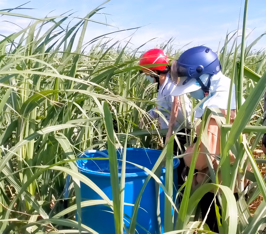 Kiểm tra, nghiệm thu mô hình tưới tiết kiệm nước cho cây mía. Ảnh: Minh Ngân