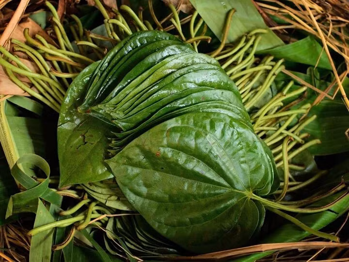 Trầu không quen thuộc trong cuộc sống, nhiều tác dụng tốt. Trầu không quen thuộc trong cuộc sống, nhiều tác dụng tốt.
