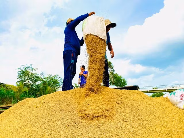 Bộ trưởng Bộ Tài chính, Thống đốc NHNN Việt Nam chủ trì, phối hợp với Bộ trưởng Bộ Nông nghiệp và PTNT, Bộ trưởng Bộ Công thương tính toán, có phương án mua dự trữ gạo phù hợp, hiệu quả, đúng quy định. Ảnh: Công Hân/TNO