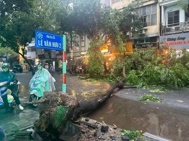 Cơ quan khí tượng dự báo ngày 7-9, khu vực TP Hà Nội có mưa to đến rất to, gió cấp 6-8, giật cấp 9-11. Trong ảnh: Cây xanh ở Hà Nội bị quật ngã chiều tối 6-9 Cơ quan khí tượng dự báo ngày 7-9, khu vực TP Hà Nội có mưa to đến rất to, gió cấp 6-8, giật cấp 9-11. Trong ảnh: Cây xanh ở Hà Nội bị quật ngã chiều tối 6-9