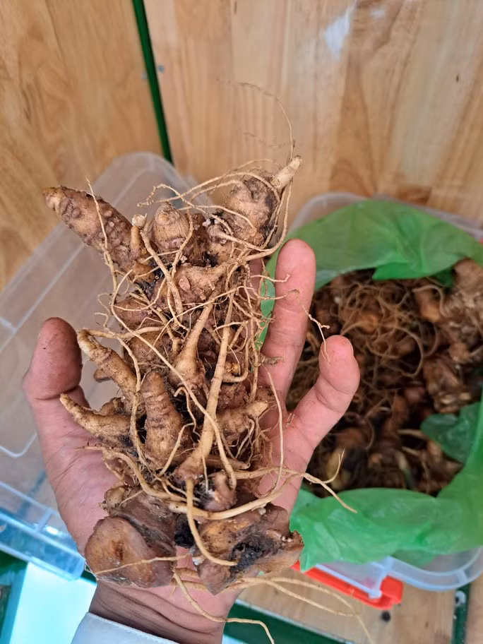 Phát hiện 2 kg sâm Ngọc Linh nghi giả chuẩn bị tuồn vào hội chợ - Ảnh 5. Những củ nghi là sâm Ngọc Linh giả suýt bị tuồn vào hội chợ
