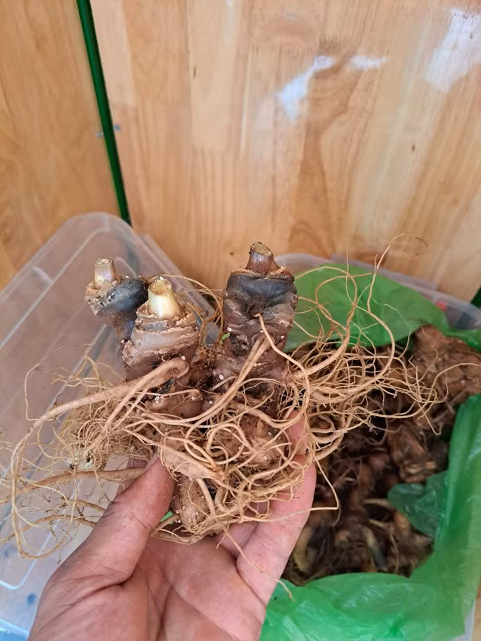 Phát hiện 2 kg sâm Ngọc Linh nghi giả chuẩn bị tuồn vào hội chợ - Ảnh 4.