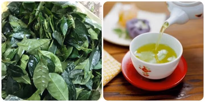 Uống nước chè tươi có tác dụng gì là băn khoăn của nhiều người