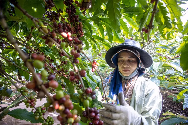 Thị trường cà phê 'loạn' giá vì nguồn cung thiếu hụt nghiêm trọng. Ảnh: MINH ĐĂNG
