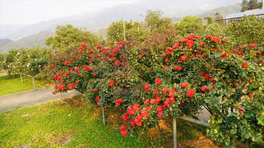 Hàng trăm gốc hồng cổ thụ tạo nên mùa hoa rực rỡ bên những làn sương mờ ảo và ánh nắng dịu mát của khu du lịch Quốc gia Sa Pa. Ảnh: Phạm Quỳnh