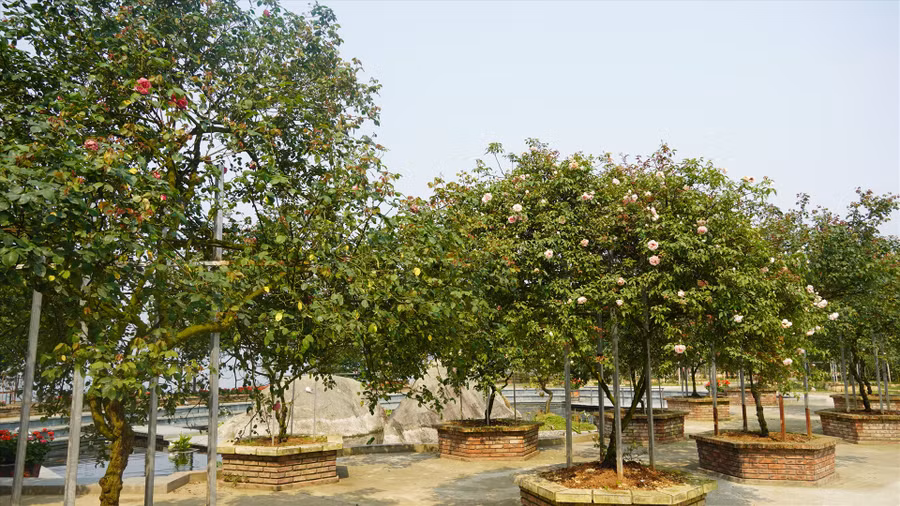 Ông Nguyễn Đức Huấn, nhân viên Cảnh quan - Vườn hồng cổ Sa Pa cho biết: “Đối với đồi hoa hồng cổ Sa Pa thì việc chăm sóc được tiến hành rất tỉ mỉ để bảo tồn và tạo ra những bông hoa đẹp nhất”. Ảnh: Phạm Quỳnh