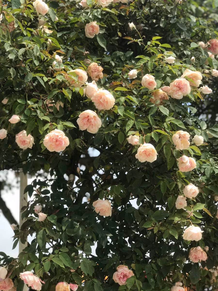 Trong những năm gần đây, Vườn hoa hồng cổ Sa Pa là điểm đến nổi tiếng với du khách trong nước và Quốc tế. Ảnh: Phạm Quỳnh